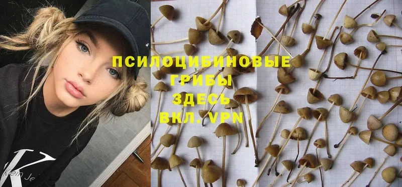 Псилоцибиновые грибы Psilocybine cubensis  Лобня 